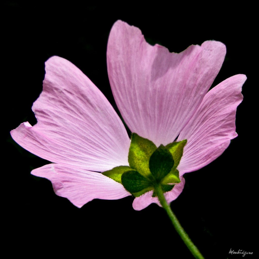 Best Use of Musk Mallow (Ambrette) In Oral Disease- 5 Points