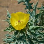 All About Brahmadandi-Satyanashi-Oligochata-Asteraceae