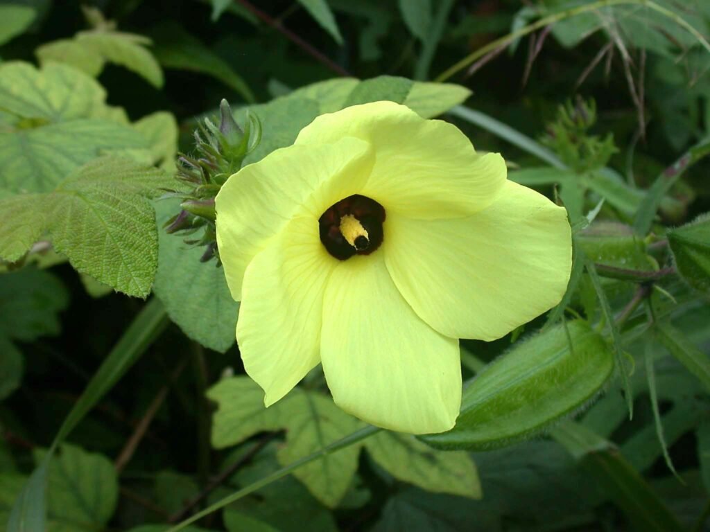 Ambrette ( Musk Mallow ) in Throat infection-Best 7 Points