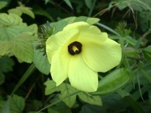 Ambrette ( Musk Mallow ) in Throat infection-Best 7 Points