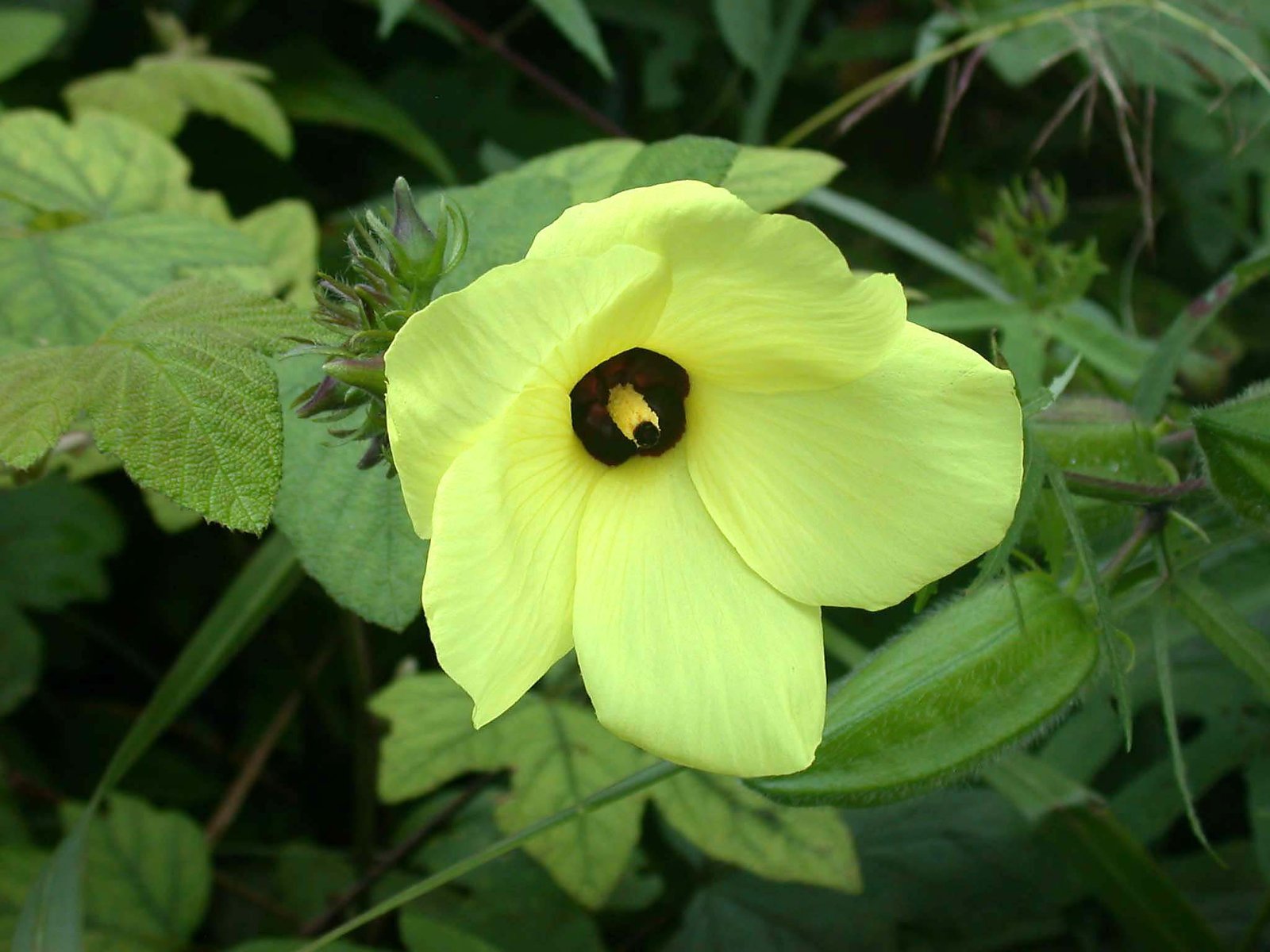 what is the benefit of Latakasturi (Musk Mallow)