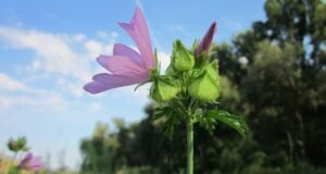 Best Use of Musk Mallow (Ambrette) In Oral Disease