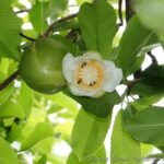 elephant Apple