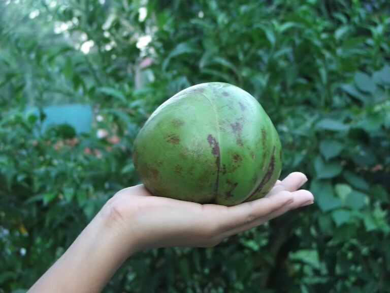 Elephant Apple