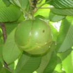 Elephant Apple
