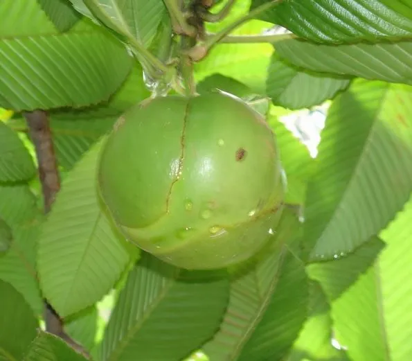 Elephant Apple