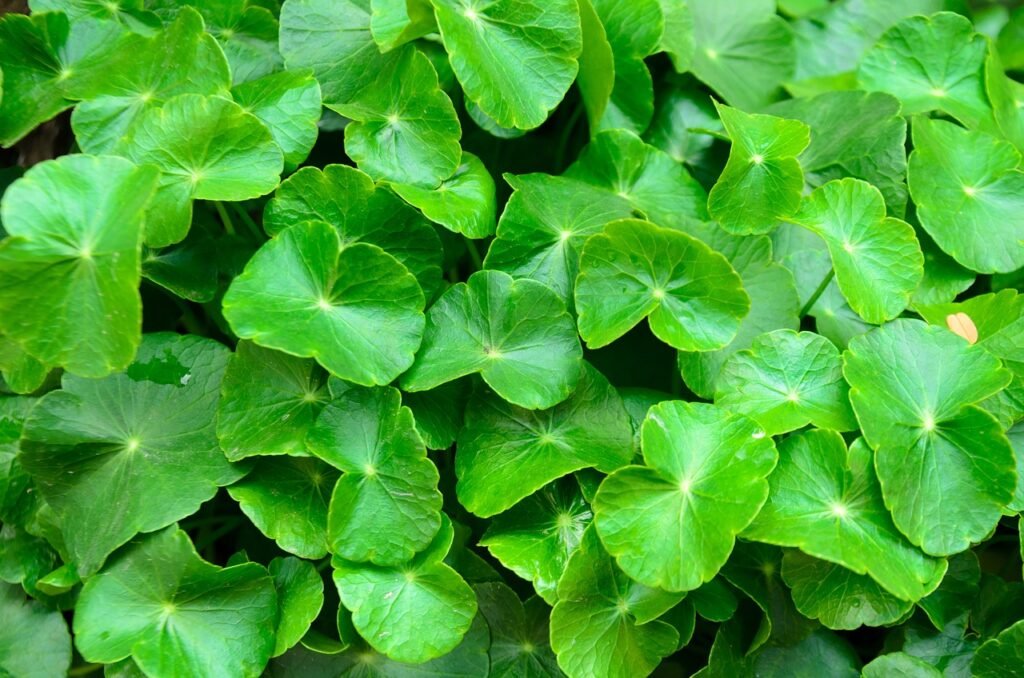 Centella Asiatica ,