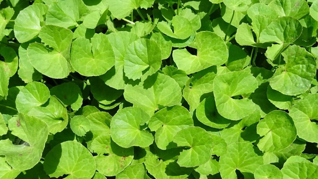 Centella asiatica