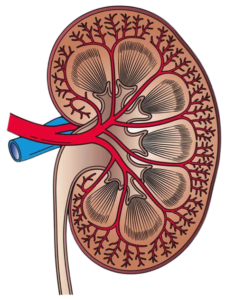 Kidney care