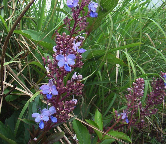 Bharangi-Clerodendrum serratum