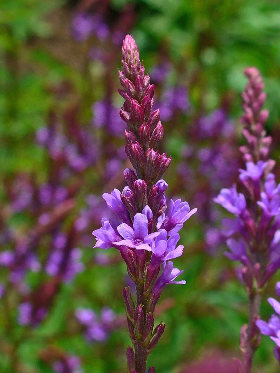 Verbena_hastata_0003
