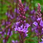 Verbena_hastata_0003