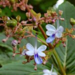 Bharangi-Clerodendrum serratum