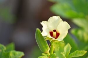 Lady Finger (Okra Plant, Bhindi )