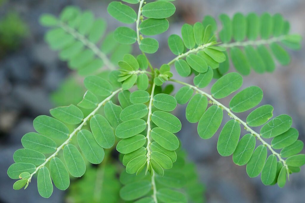 Phyllanthus urinaria