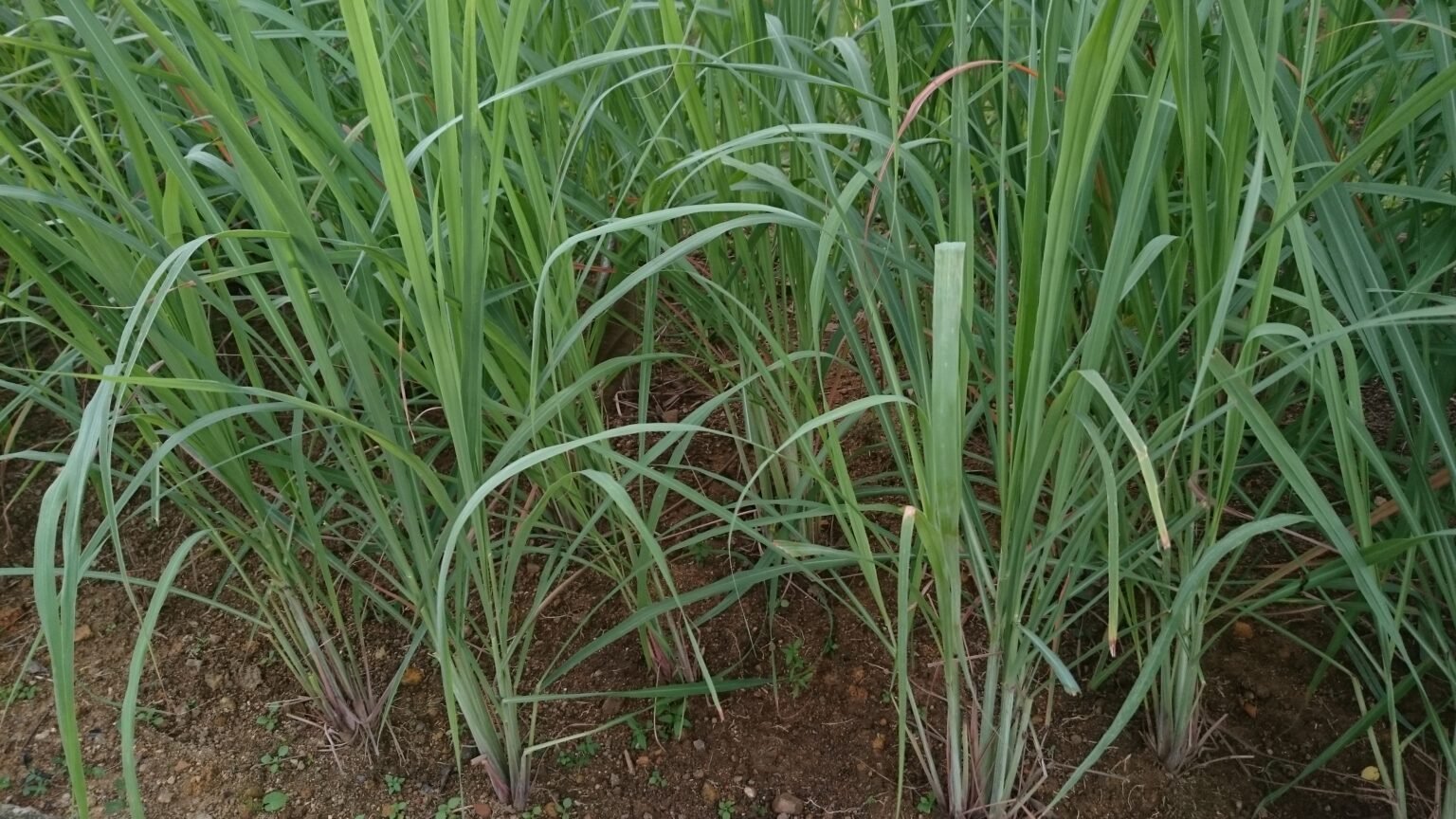 Lemongrass_(Cymbopogon_citratus)_1