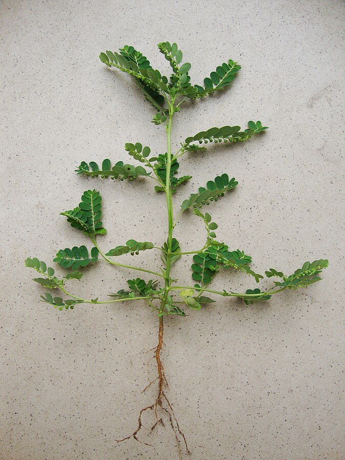 phyllanthus urinaria