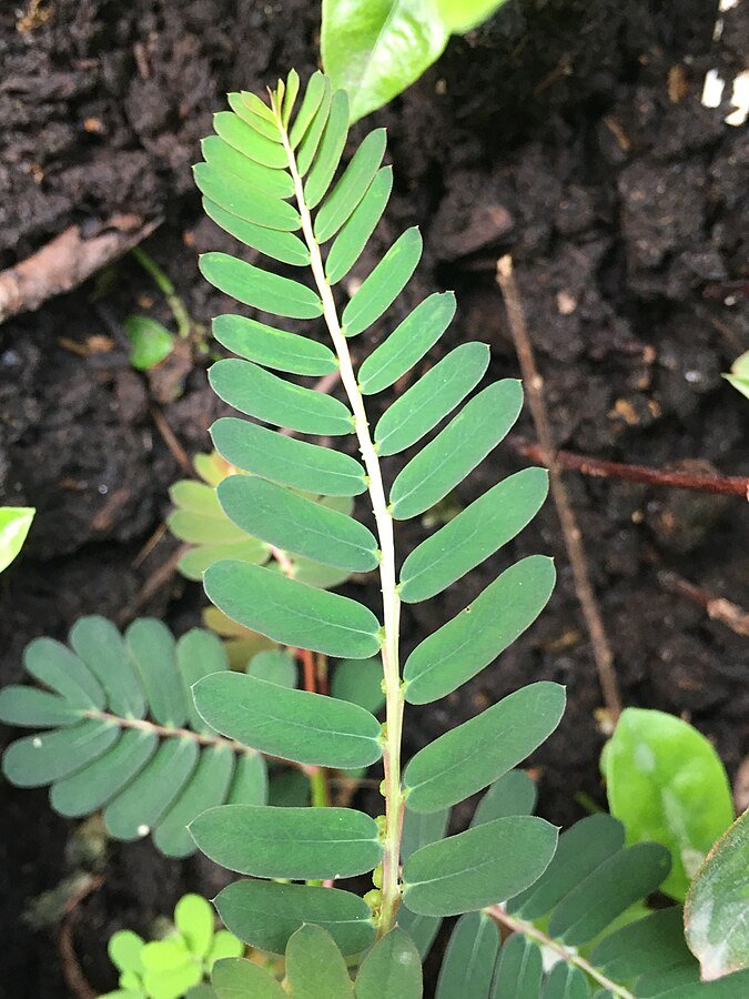 Phyllanthus urinaria