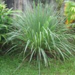 Lemongrass