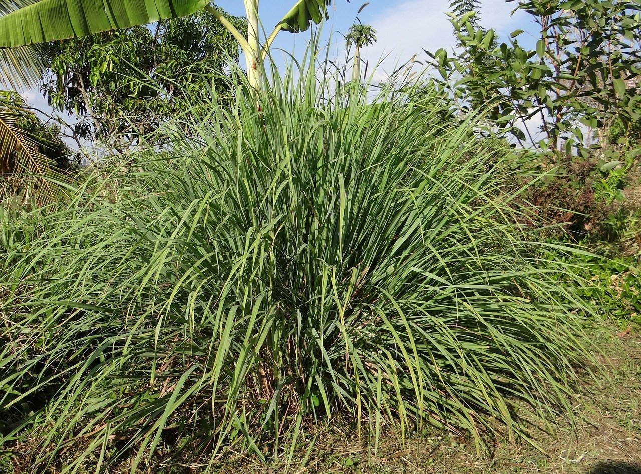 cymbopogon-272641_1280