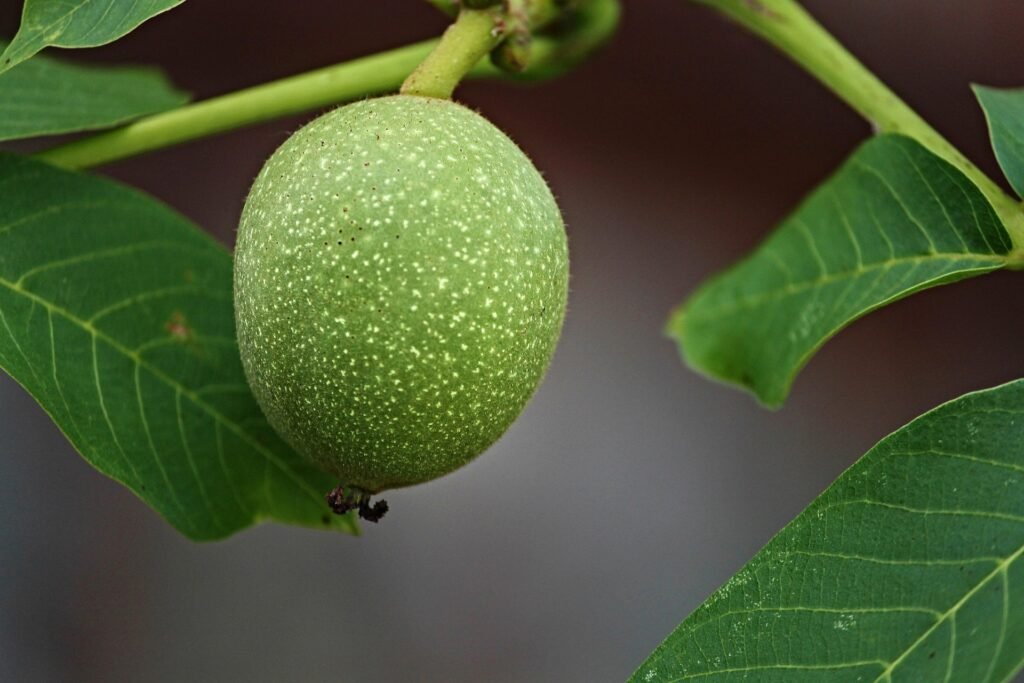 All About Walnut (Juglans regia Linn) | अखरोट की पूरी जानकारी : Benefits, Uses, Nutrition & Botanical Information