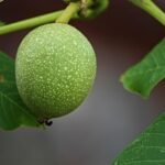 All About Walnut (Juglans regia Linn) | अखरोट की पूरी जानकारी : Benefits, Uses, Nutrition & Botanical Information