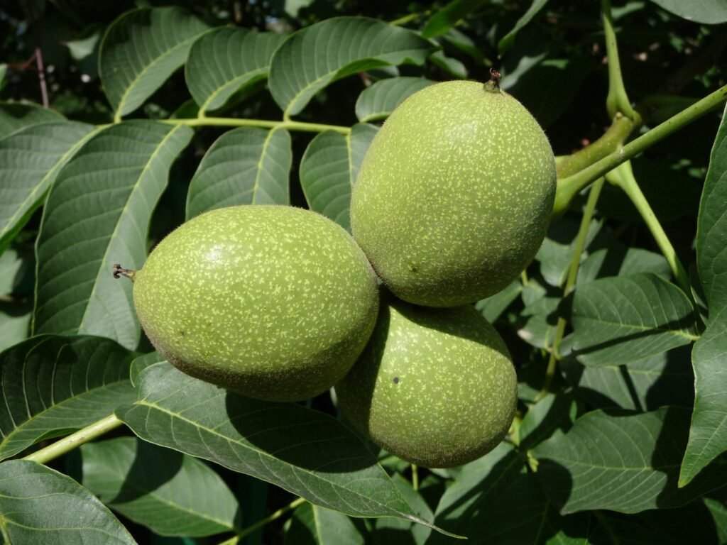 All About Walnut (Juglans regia Linn) | अखरोट की पूरी जानकारी : Benefits, Uses, Nutrition & Botanical Information