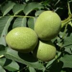 All About Walnut (Juglans regia Linn) | अखरोट की पूरी जानकारी : Benefits, Uses, Nutrition & Botanical Information