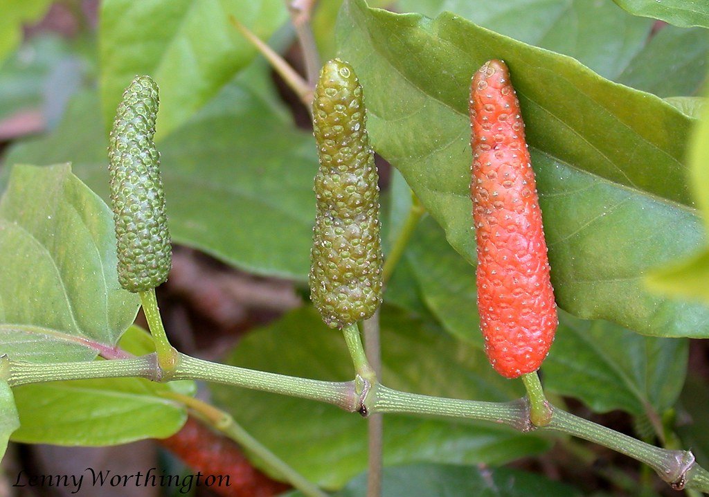 Java Long Pepper (Piper retrofractum / Piper chaba)