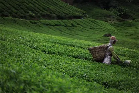 Tea