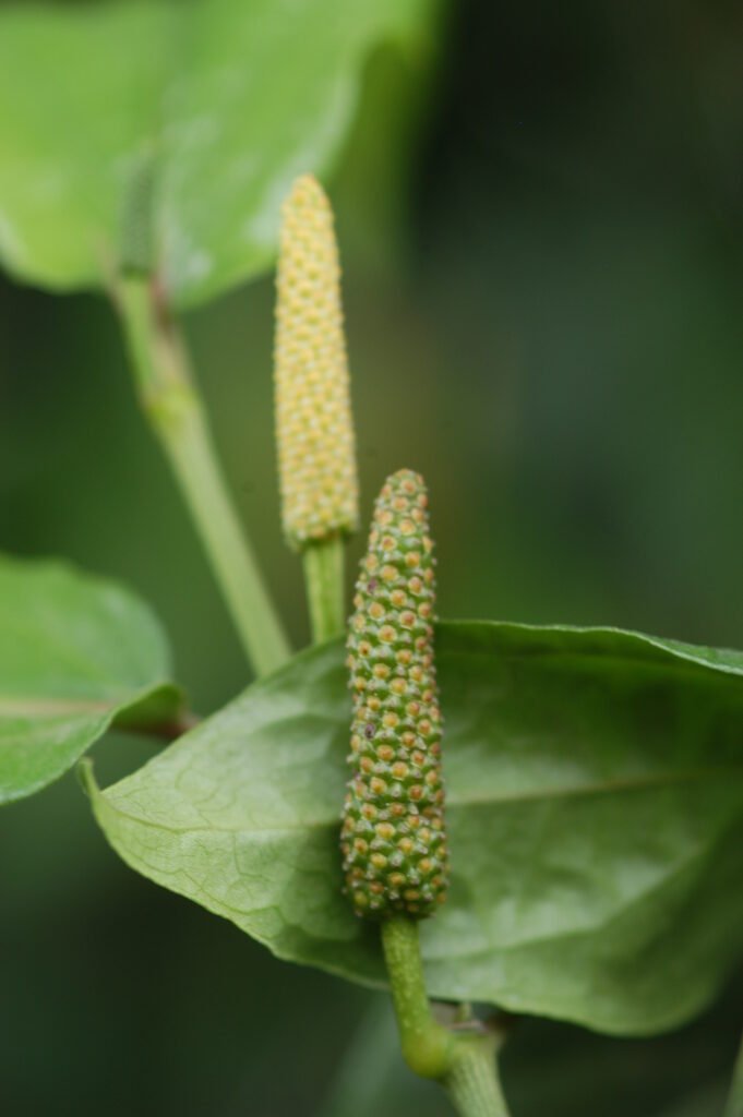 Java Long Pepper (Piper retrofractum / Piper chaba)