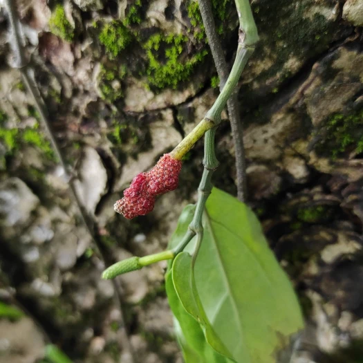 Java Long Pepper (Piper retrofractum / Piper chaba)