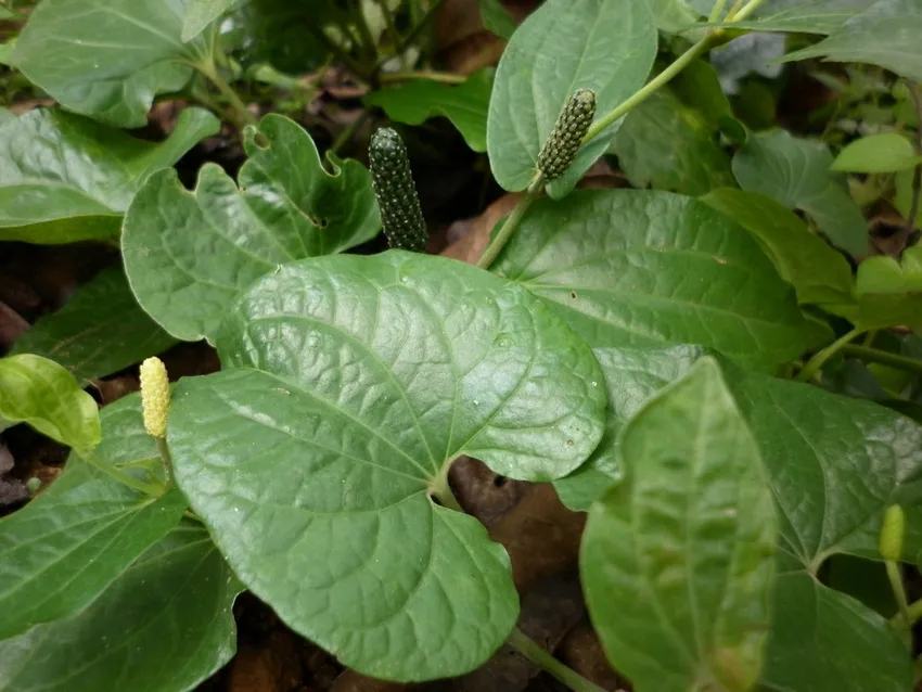 Java Long Pepper (Piper retrofractum / Piper chaba)