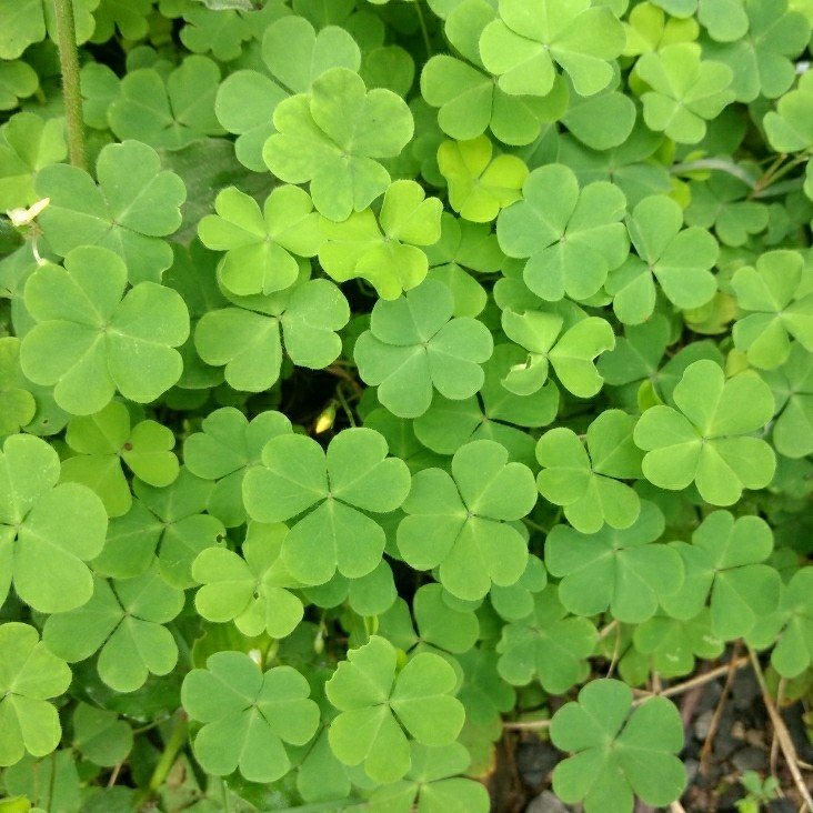 Oxalis corniculata Linn