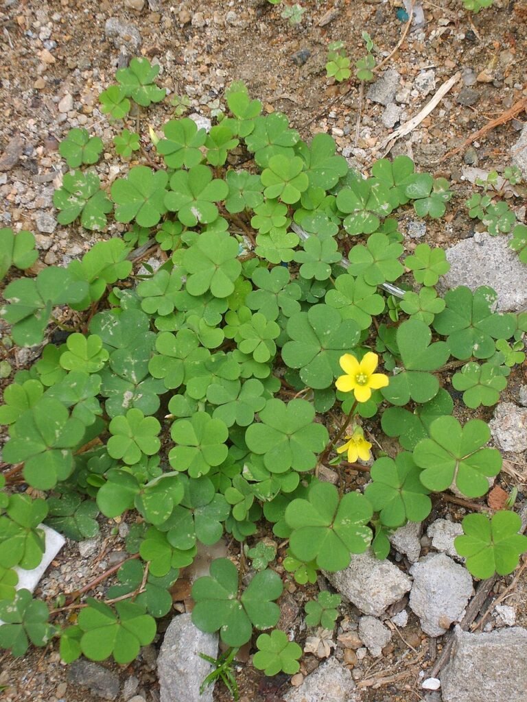 Oxalis corniculata Linn