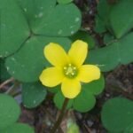 Oxalis corniculata Linn