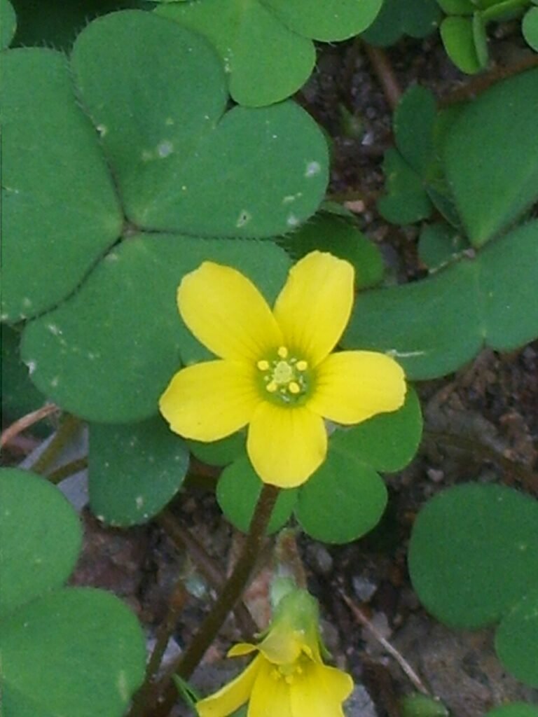 Oxalis corniculata Linn