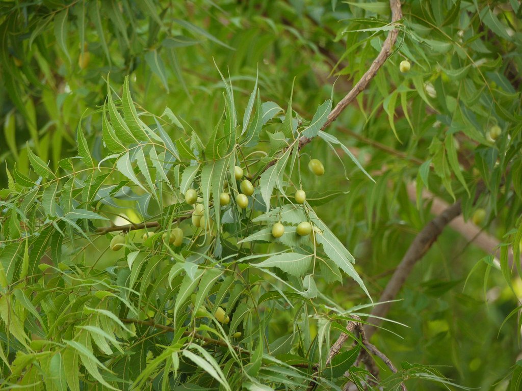 Margosa Tree (Neem)