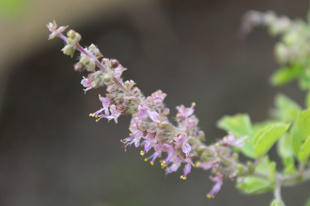 Holy Basil (tulsi )