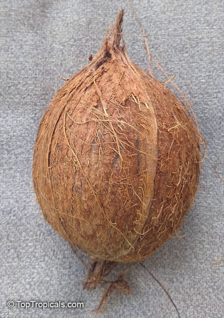 coconut