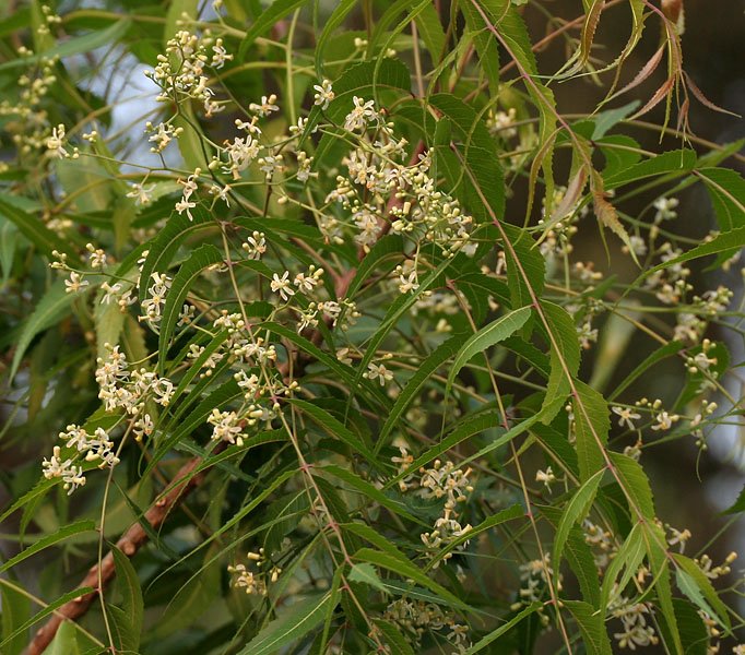 Margosa Tree (Neem)