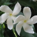 Tabernaemontana divaricata