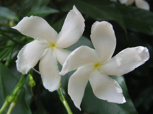 Tabernaemontana divaricata