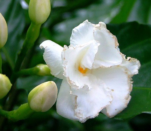 Tabernaemontana divaricata