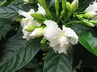 Tabernaemontana divaricata