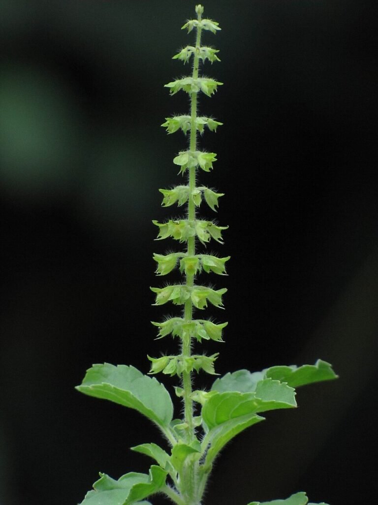 Tulsi-flower