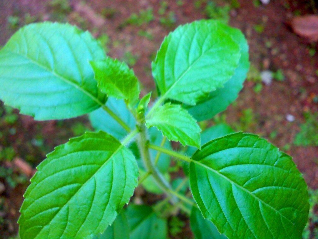 Holy Basil (tulsi )