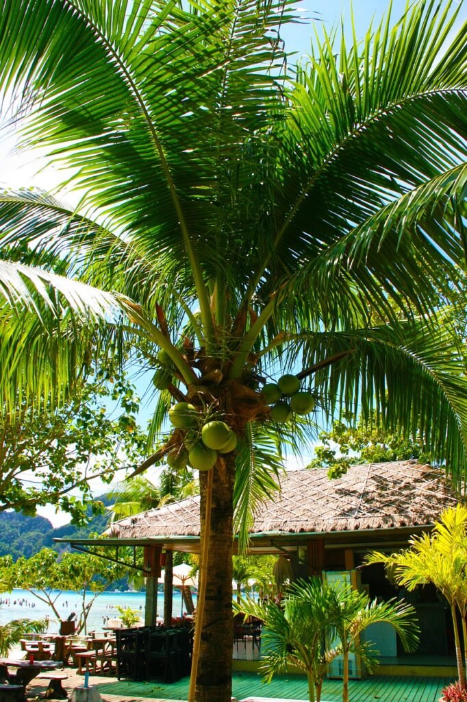 coconut-tree-980374_1280