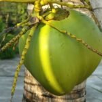 coconut