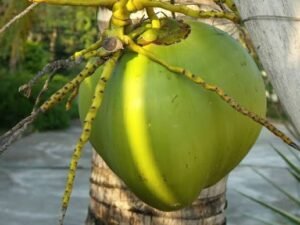 coconut